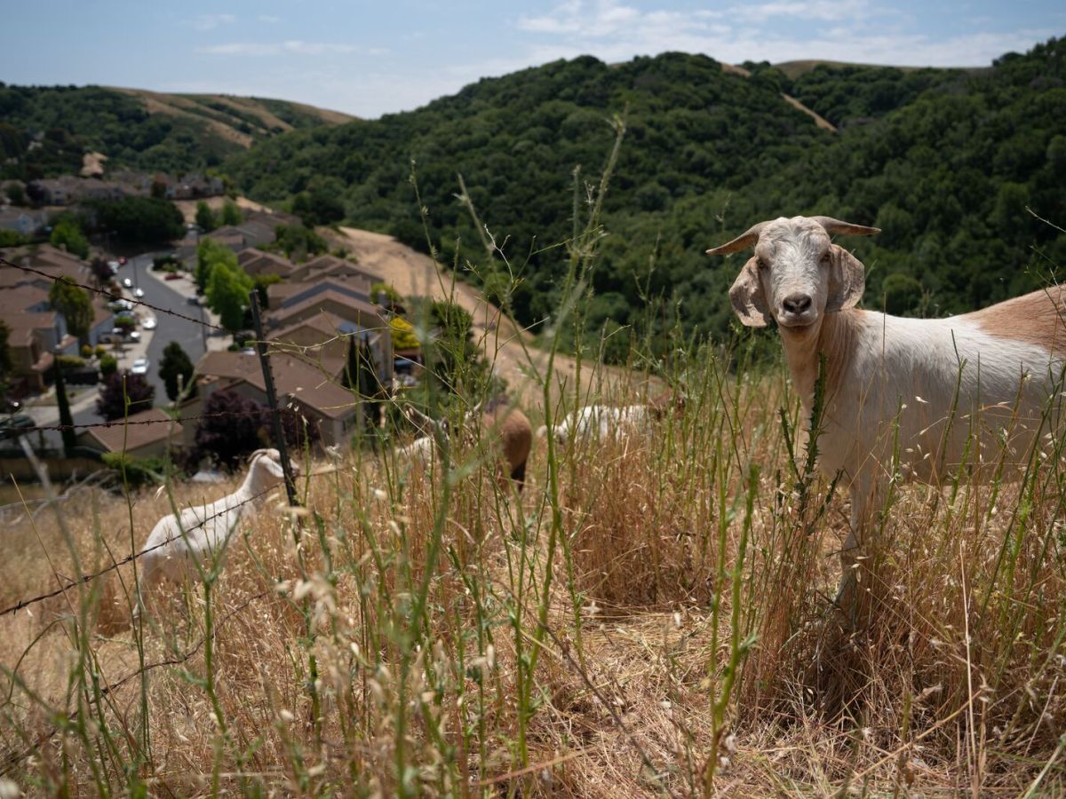 A brown and white spotted goat stares at the camera as other goats graze through tall, pale yellow grass and green thistles on a hillside. Behind them are suburban houses and a wooded park.