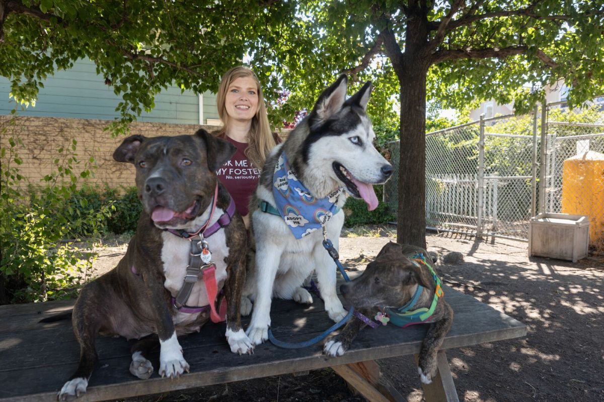 A pit bull and husky dog sit happily on a table in front of a young woman.
