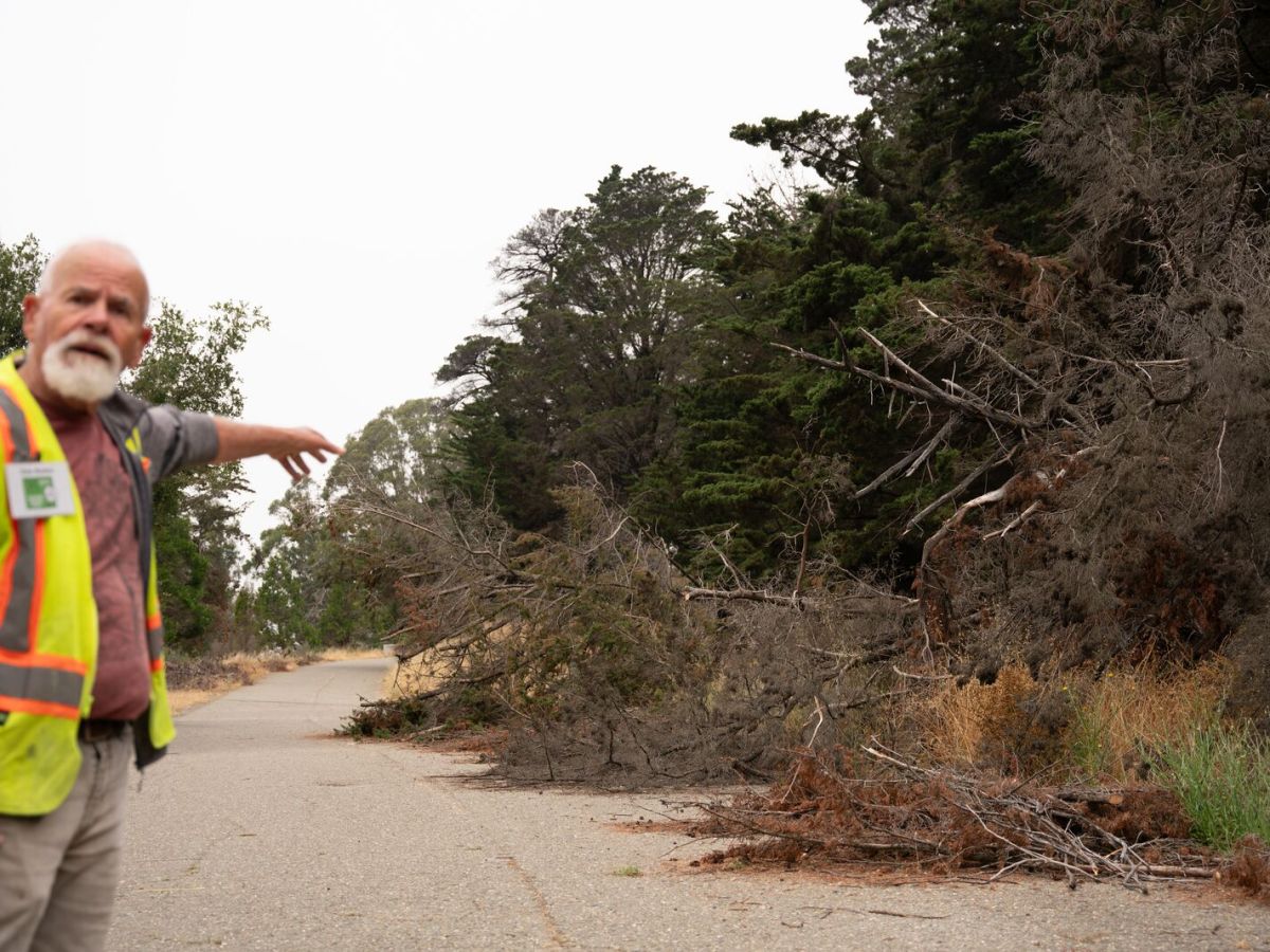A man in a yellow safety vest points to fallen, dead trees along an old road in the Oakland hills.