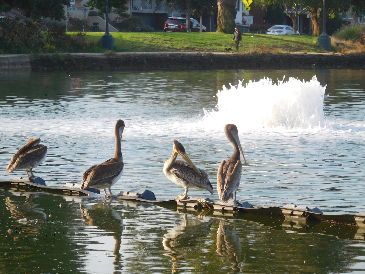 Four brown pelicans rest on a floating wall in Lake Merritt near a new aerating fountain.