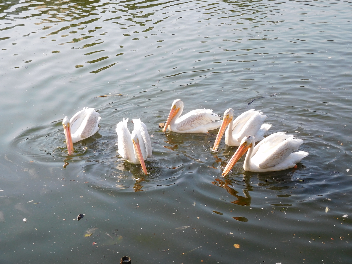Five large white pelican birds swimming in water.