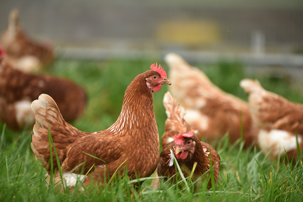 Multiple hens sit in a grassy field.