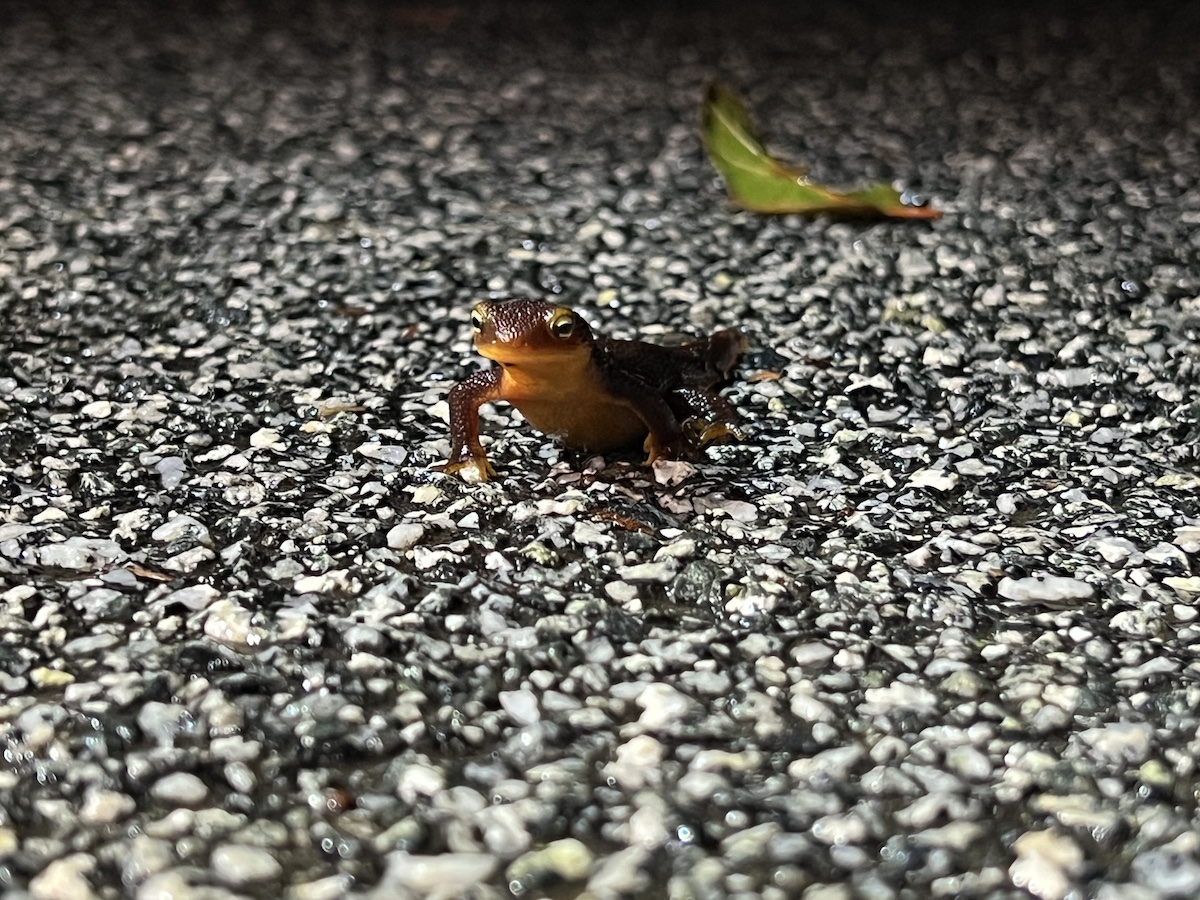 Small california newt on dark road