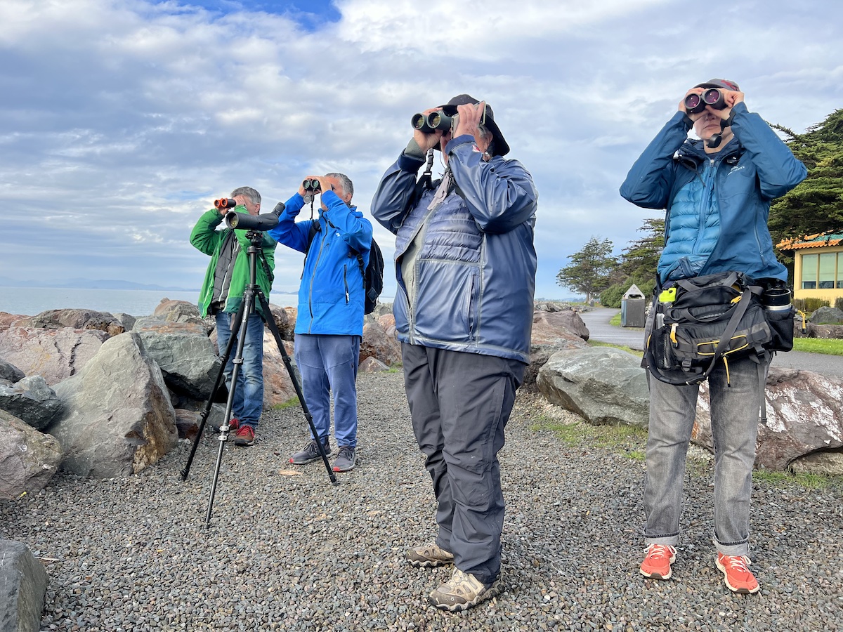Four birders in rain jackets peer through binoculars on a gravel path.