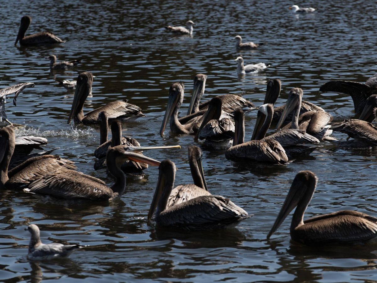 A large group of brown pelicans sitting on top of a lake.