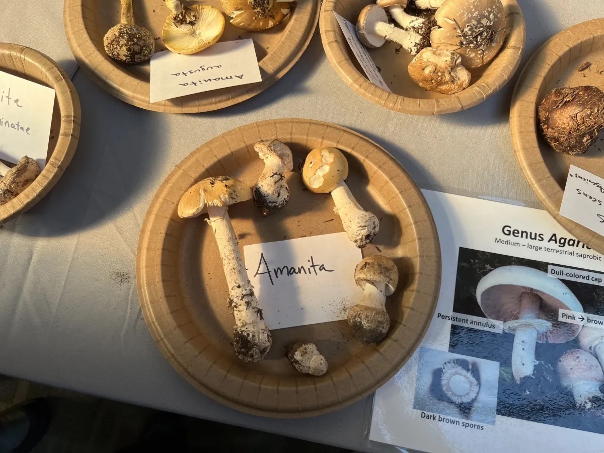 Large amanita mushrooms displayed on plates.