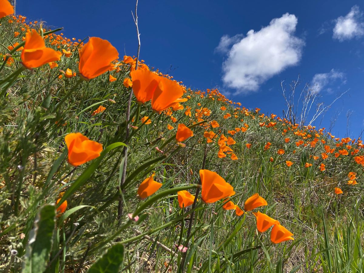 A hillside filled with orange California poppies against a blue sky.