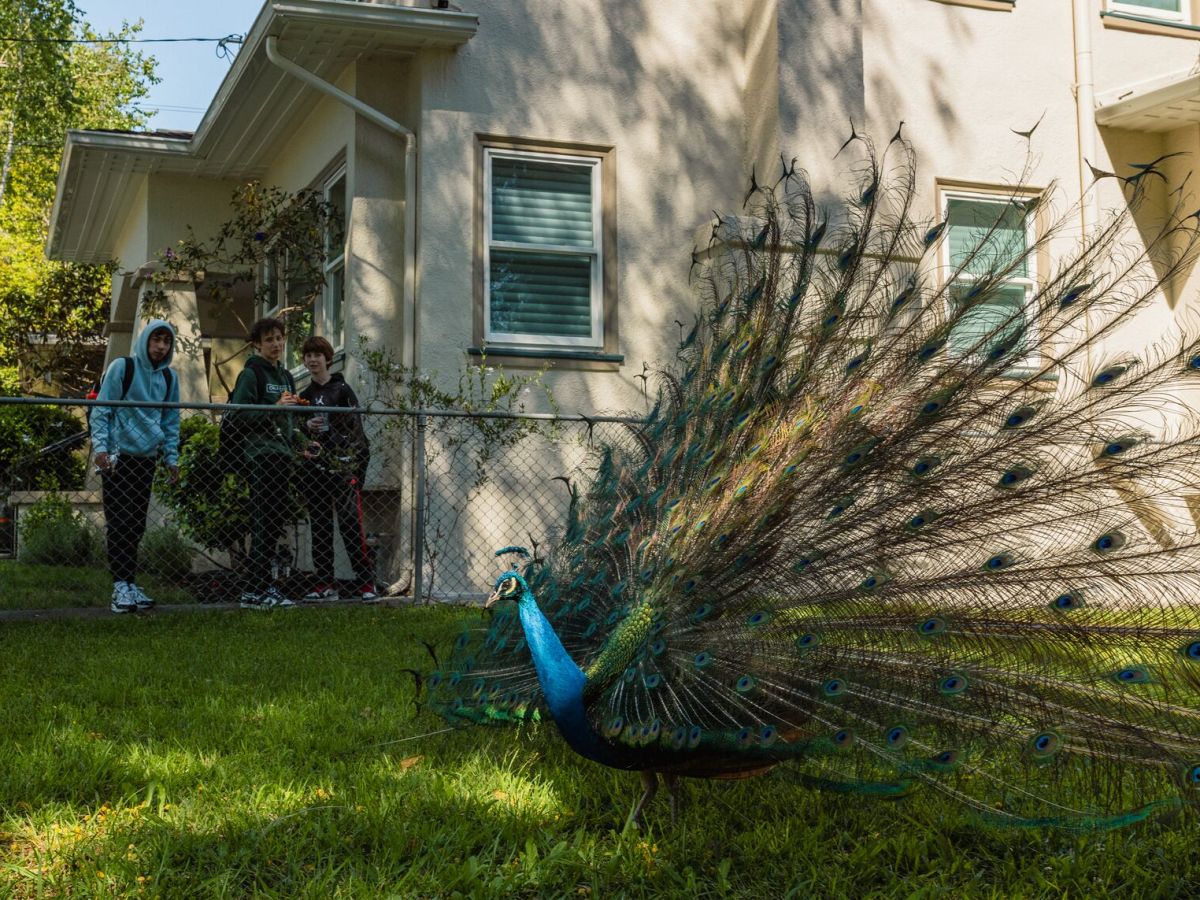 Kevin the Rockridge peacock is Oakland’s newest iconic bird